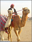 Trainer and camels