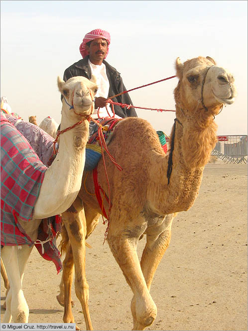 United Arab Emirates: Dubai: Trainer and camels