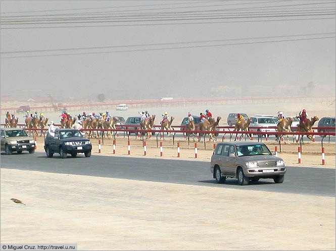 United Arab Emirates: Dubai: Camel races