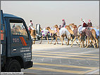 Camel crossing