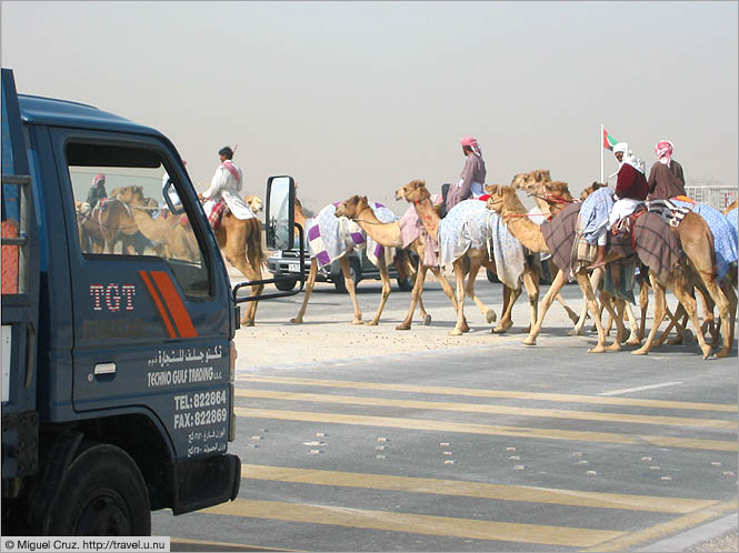 United Arab Emirates: Dubai: Camel crossing