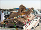 Transporting young camels