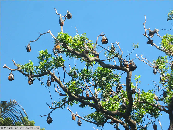Australia: Sydney: Flying foxes in the Domain