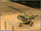 Darling Harbour lizard