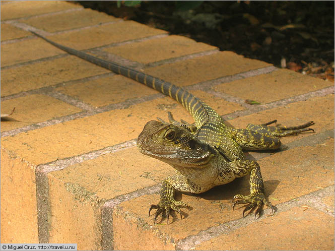 Australia: Sydney: Darling Harbour lizard