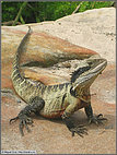 Eastern Water Dragon