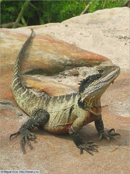 Australia: Sydney: Eastern Water Dragon