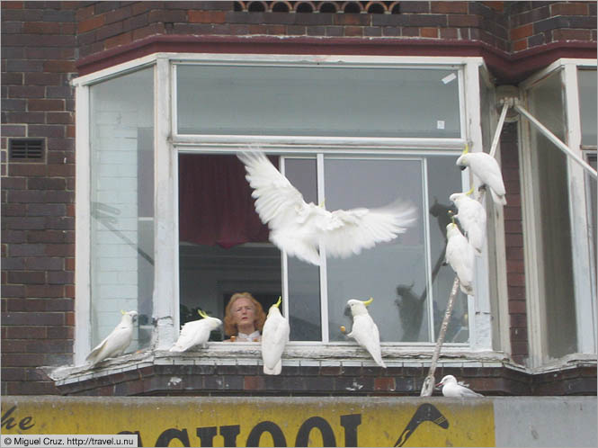 Australia: Sydney: Cockatoo feeding