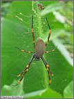 Golden Orb Weaver spider