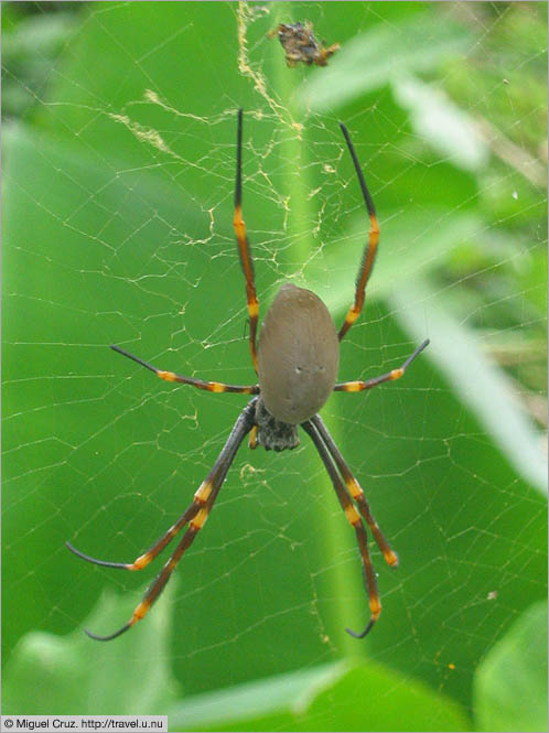 Australia: Sydney: Golden Orb Weaver spider