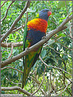 Rainbow Lorikeet