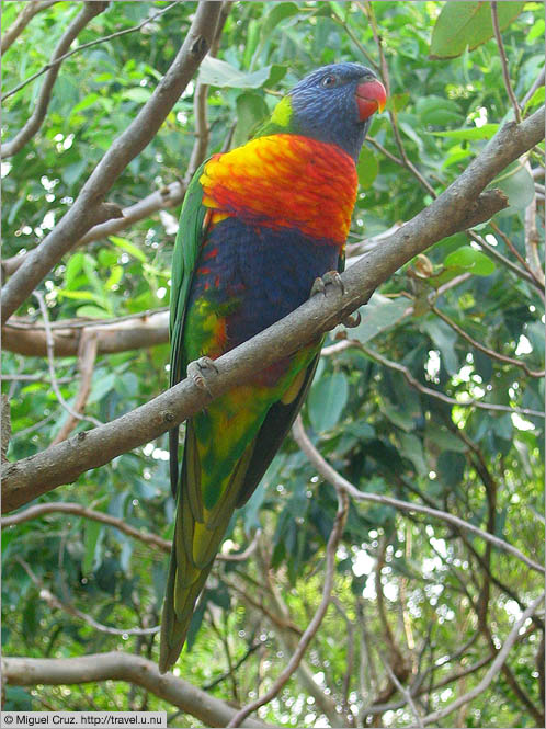 Australia: South Coast NSW: Rainbow Lorikeet