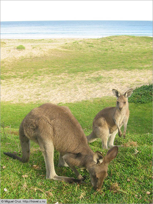 Australia: South Coast NSW: Seaside kangaroos