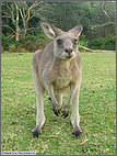 Curious kangaroo