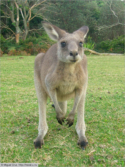 Australia: South Coast NSW: Curious kangaroo