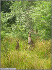 Wary kangaroos