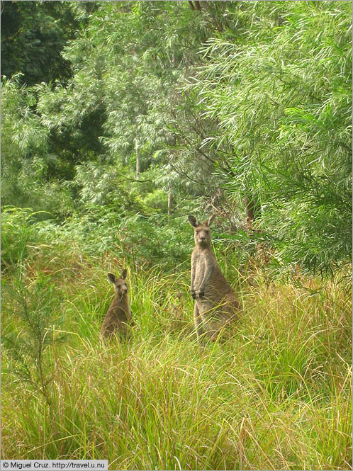 Australia: South Coast NSW: Wary kangaroos