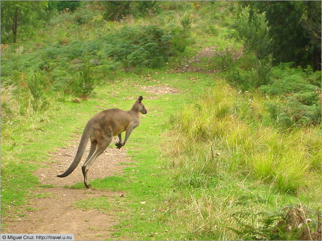 Australia: South Coast NSW: Hopping away