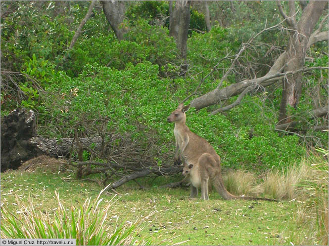 Australia: South Coast NSW: Mother and joey
