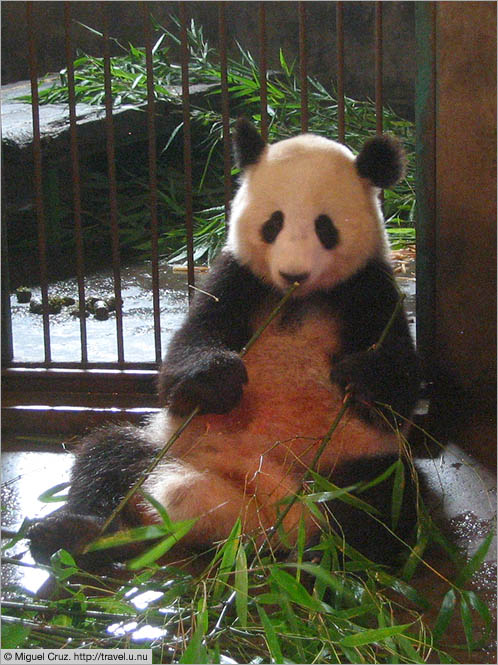 China: Sichuan Province: Happy panda