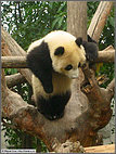 Young panda hanging out