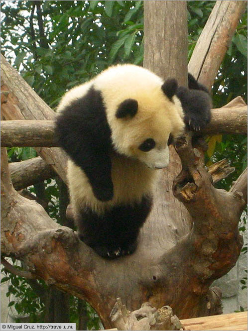 China: Sichuan Province: Young panda hanging out