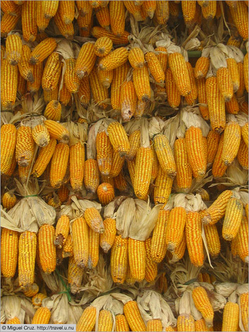 China: Sichuan Province: Air-drying the corn