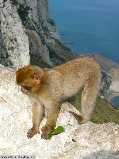 Gibraltar: Rock ape
