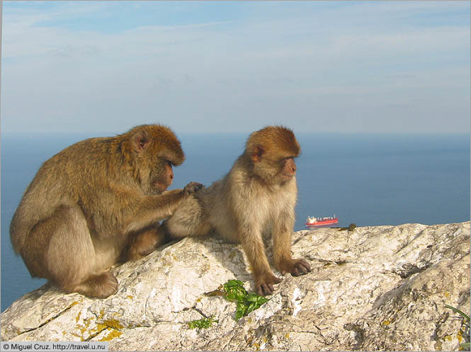 Gibraltar: Rock apes