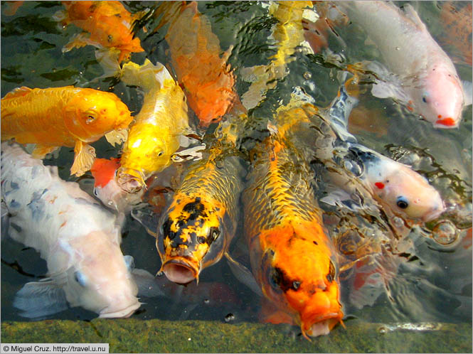 Hong Kong: Hong Kong Island: Wrath of the koi