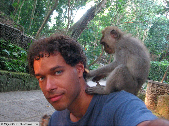 Indonesia: Bali: Monkey self-portrait