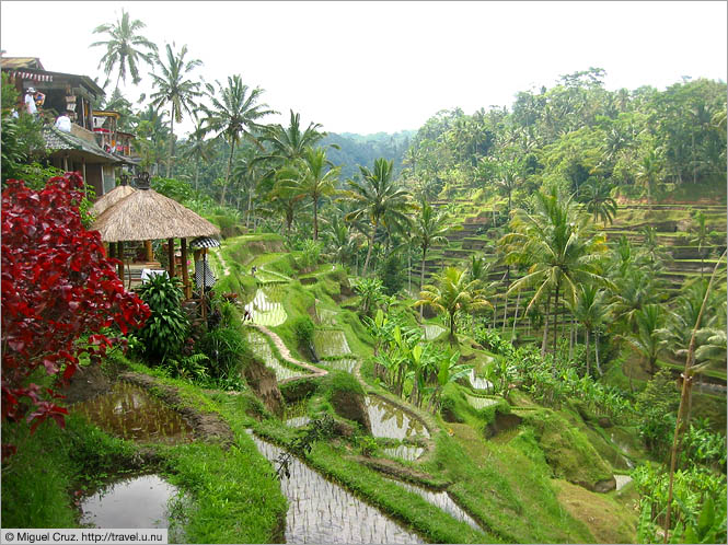 Indonesia: Bali: Restaurants overlooking rice terraces