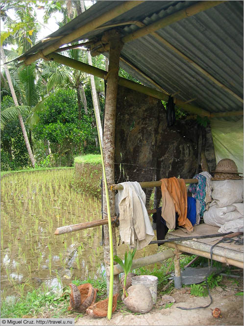 Indonesia: Bali: In the rice field hut