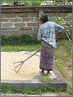 Spreading the rice out to dry