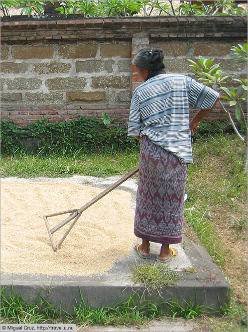 Indonesia: Bali: Spreading the rice out to dry