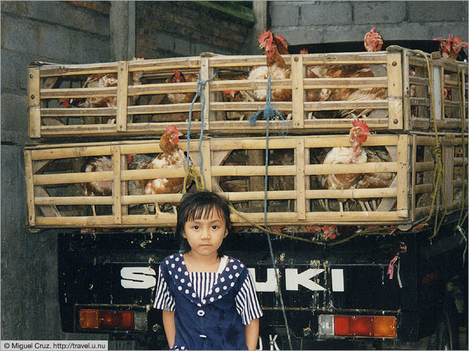 Indonesia: Bali: Guarding the chickens