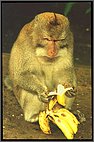 Long-tailed macacque