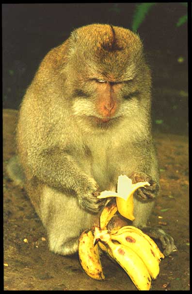 Indonesia: Bali: Long-tailed macacque