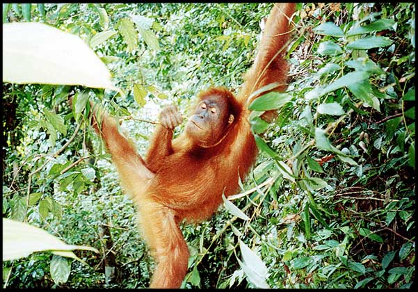 Indonesia: Sumatra: Hanging out
