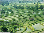 Rice paddy