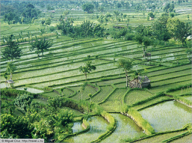 Indonesia: Bali: Rice paddy