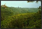 Rice terraces