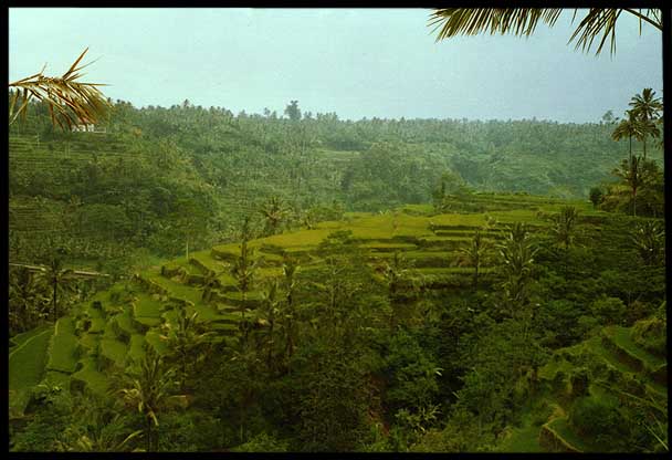 Indonesia: Bali: Rice terraces