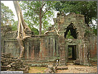 Arboreal invasion at Preah Khan