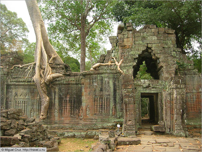 Cambodia: Siem Reap and Angkor Wat: Arboreal invasion at Preah Khan