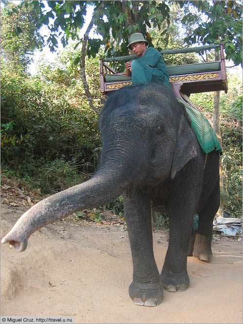 Cambodia: Siem Reap and Angkor Wat: Elephant ride