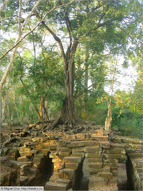 Cambodia: Siem Reap and Angkor Wat: Overgrown bridge