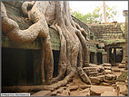 Tree eating Ta Prohm