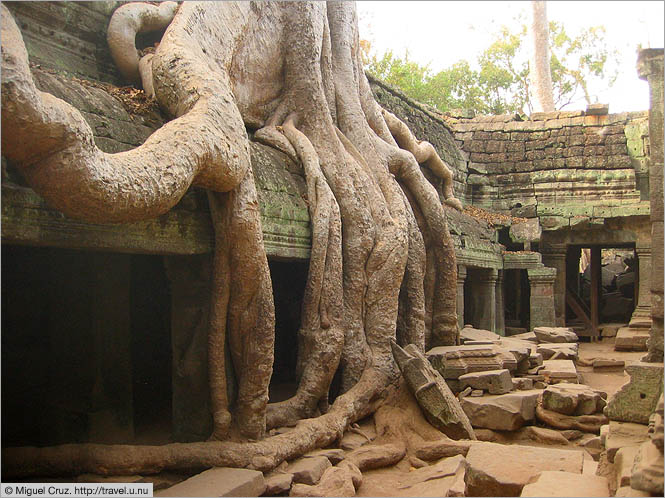 Cambodia: Siem Reap and Angkor Wat: Tree eating Ta Prohm