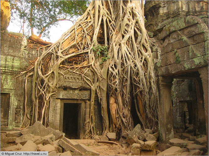 Cambodia: Siem Reap and Angkor Wat: Ta Prohm: the "Tomb Raider" temple